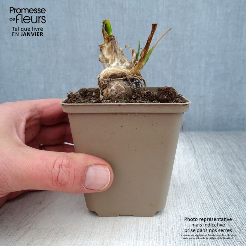 Iris pigmeo​ LA Ballet - Iris pumila Maceta de 8/9 cm Ejemplar entregado en invierno