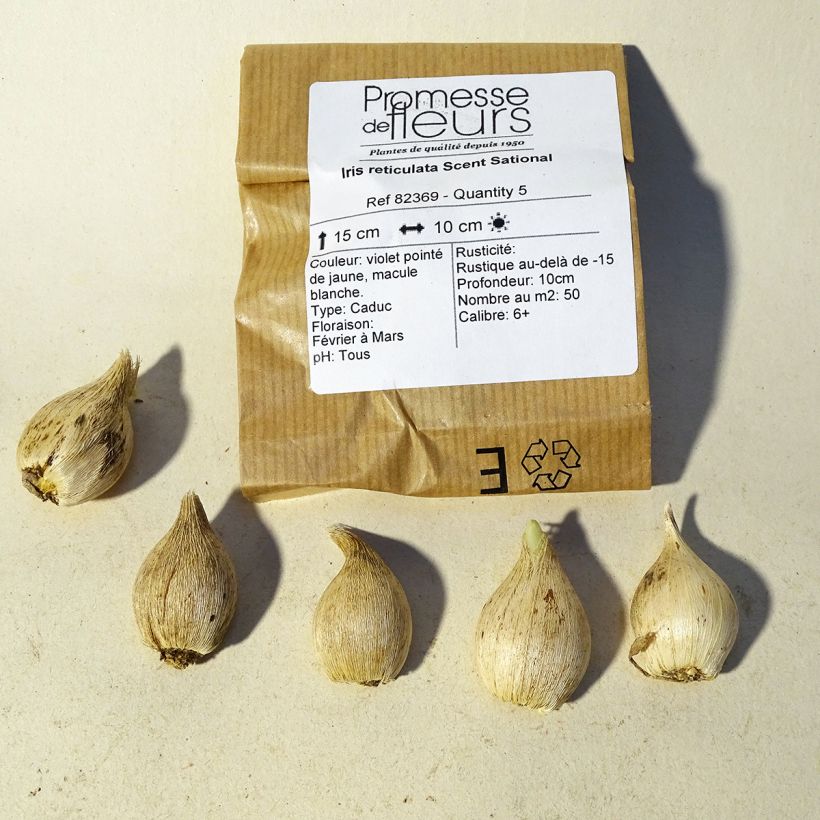 Ejemplo de ejemplar de Iris reticulata Scent Sational - Lirio Bulbo calibre 5+ tal y como se entrega