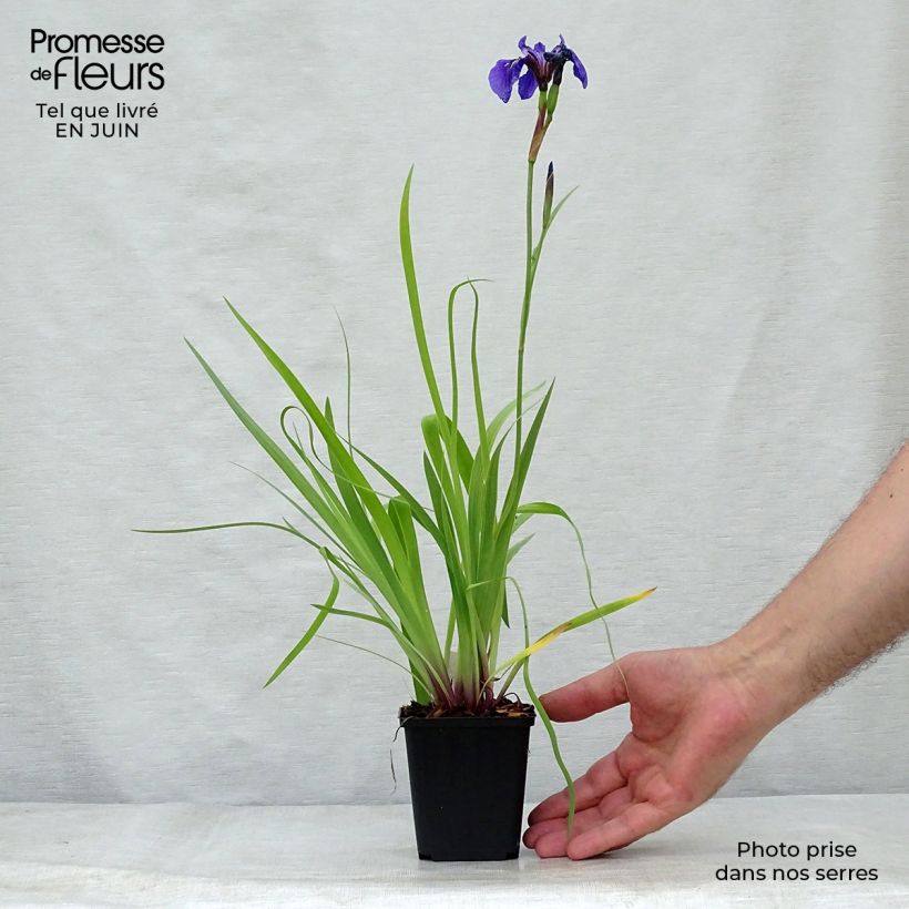 Ejemplar de Iris setosa - Iris d'Alaska Godet de 8/9 cm entregado en verano