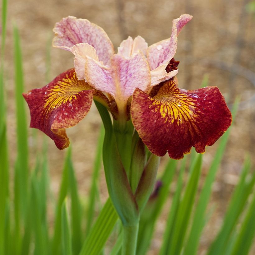 Lirio de Siberia Paprikash - Iris sibirica (Floración)