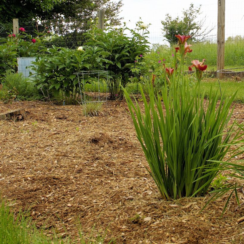 Lirio de Siberia Paprikash - Iris sibirica (Porte)