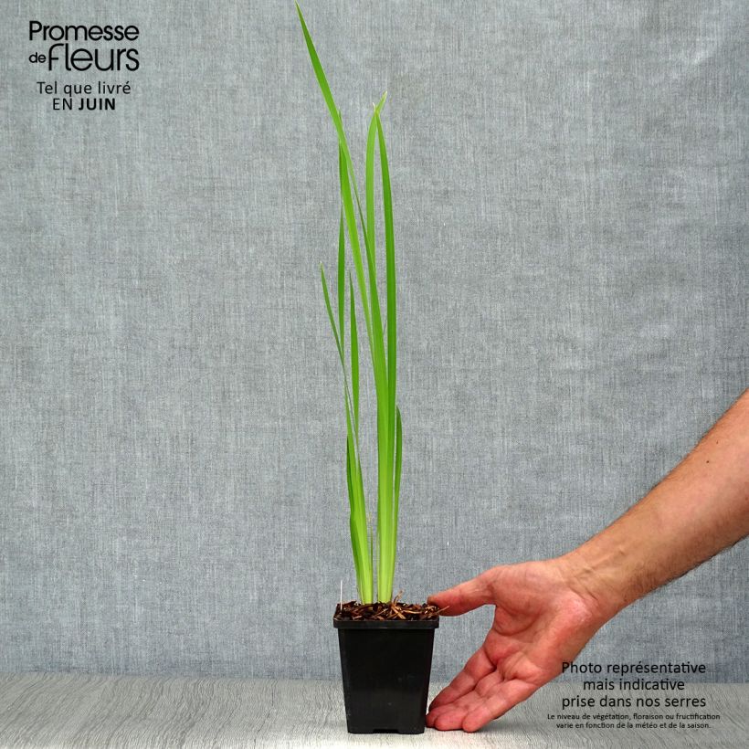 Ejemplar de Lirio de Siberia Snow Queen - Iris sibirica Maceta de 8/9 cm entregado en verano