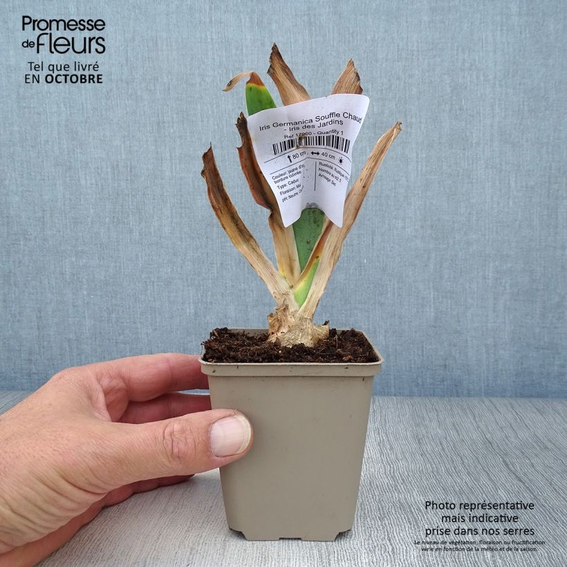 Ejemplar de Iris germanica Souffle Chaud Maceta de 8/9 cm entregado en otoño
