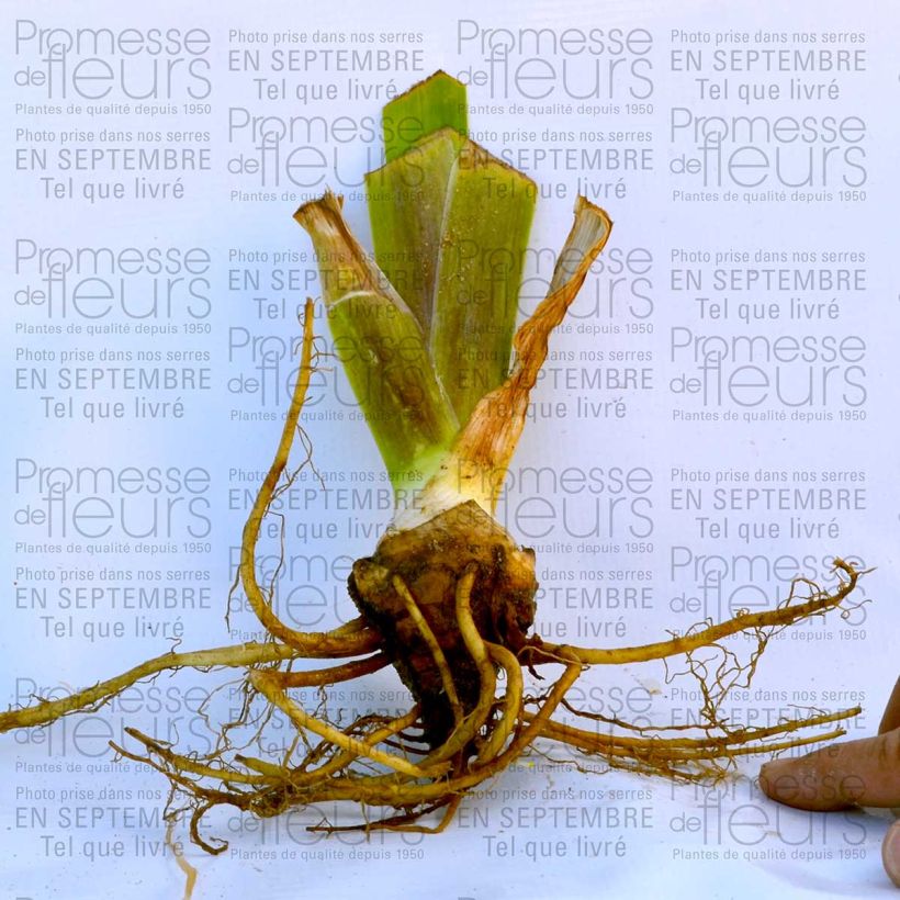 Ejemplo de ejemplar de Iris germanica Total Recall Maceta de 8/9 cm tal y como se entrega
