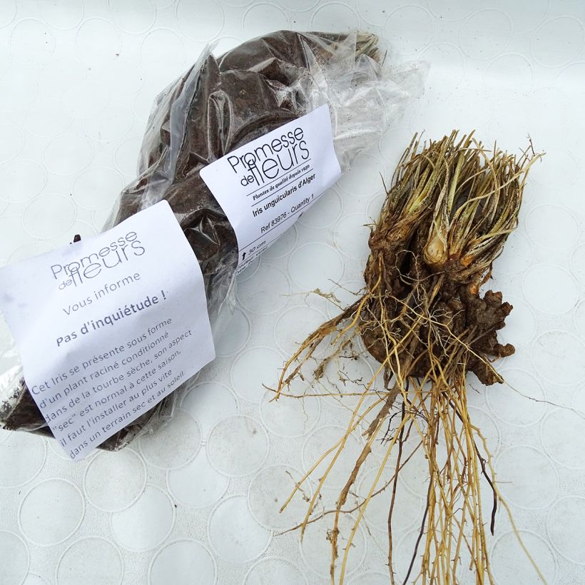 Ejemplo de ejemplar de Iris unguicularis - Lirio de Argelia Bulbo calibre I tal y como se entrega