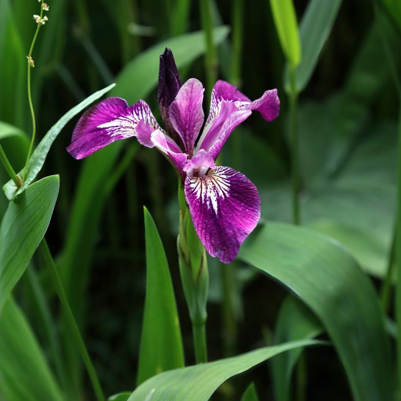 Iris versicolor Berlin Versilaev (Porte)