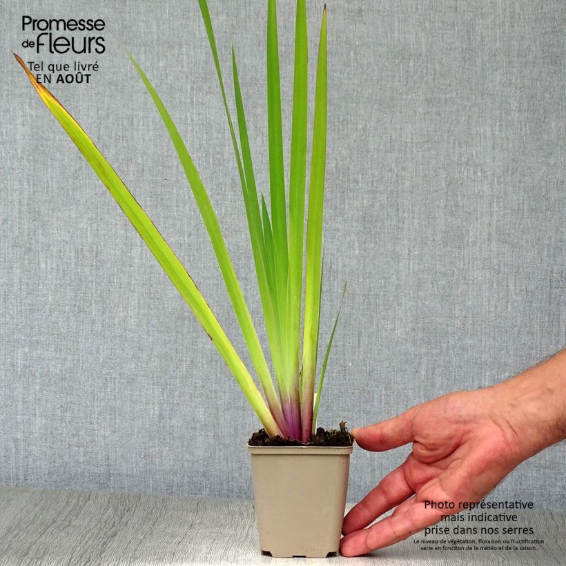 Ejemplar de Iris versicolor - Lirio de agua de Norteamerica Maceta de 8/9 cm entregado en verano