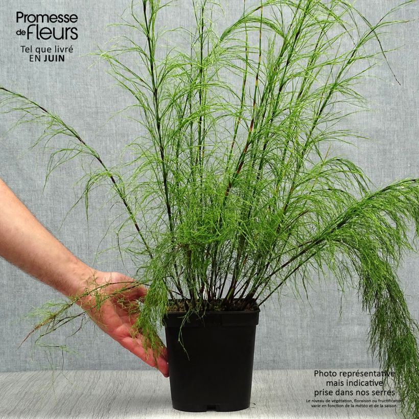 Ejemplar de Ischyrolepis subverticillata Maceta 2L/3L entregado en verano
