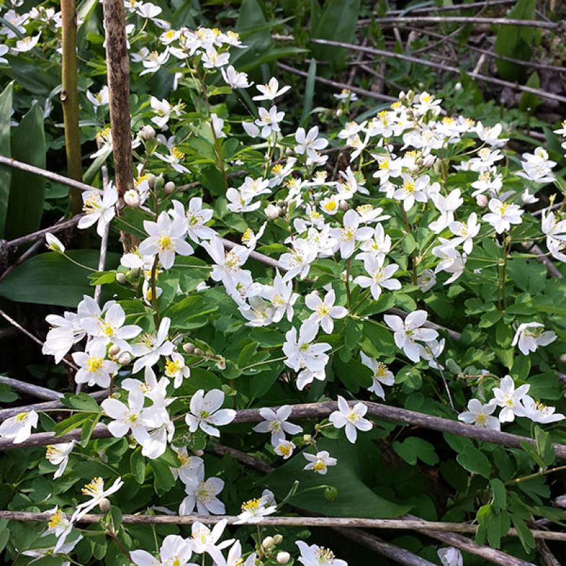 Isopyrum thalictroides (Porte)