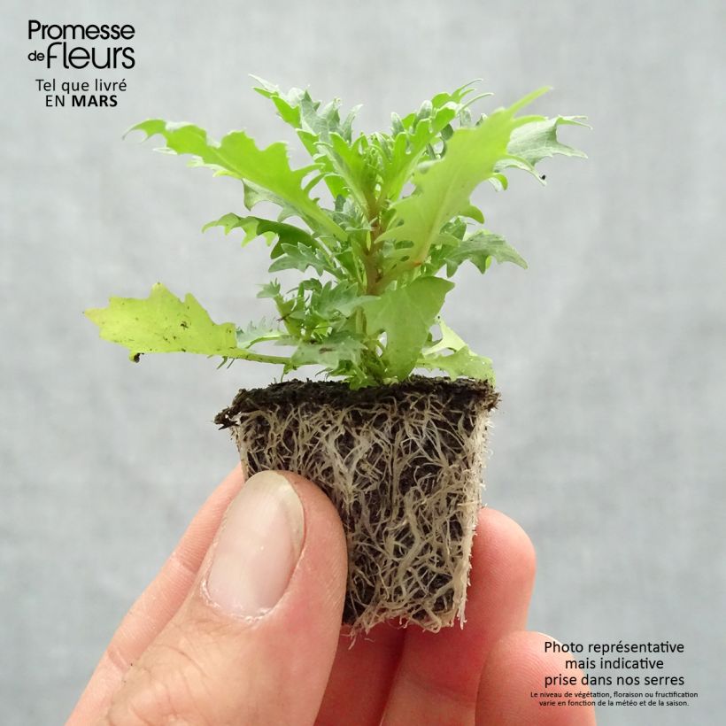 Isotoma axillaris Tristar Deep Blue Bandeja de semillero: cepellón 3,8 cm x 3,2 cm en bandeja de cultivo por 16 Ejemplar entregado en la primavera
