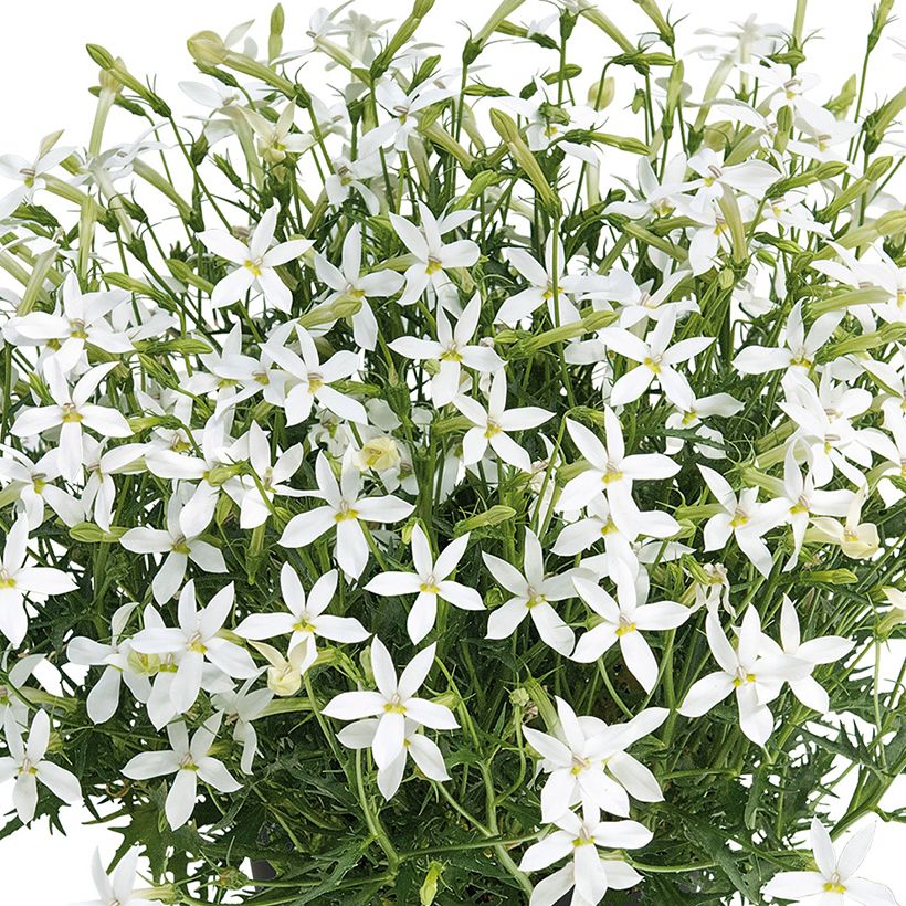 Isotoma Wendy's White  (Floración)