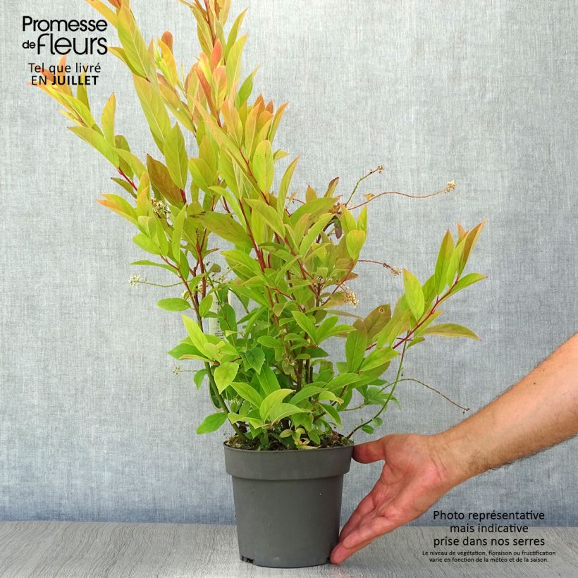 Ejemplar de Itea virginica Henry's Garnet - Itea de Virginie Pot de 2L/3L entregado en verano