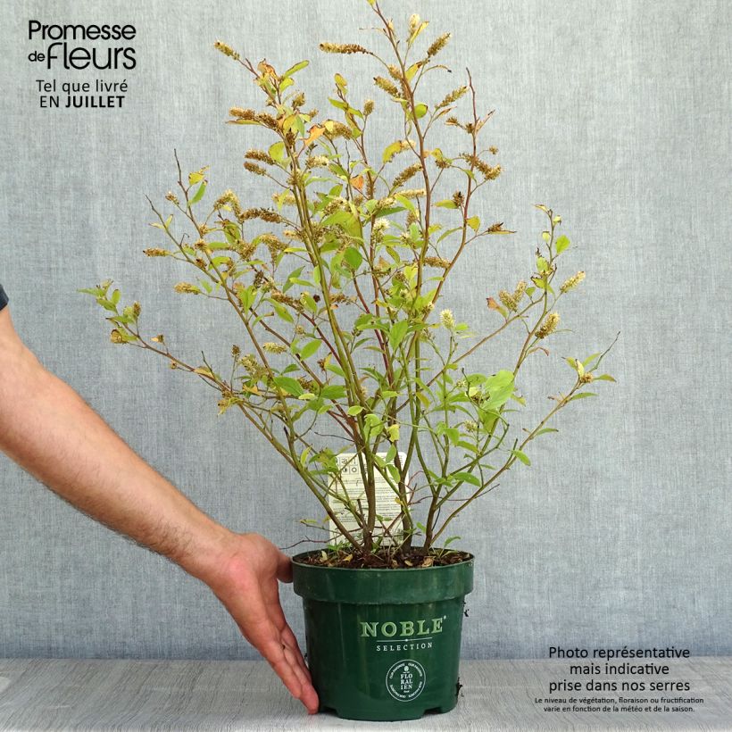 Ejemplar de Itea virginica Little Henry - Itéa de Virginie Pot de 3L/4L entregado en verano