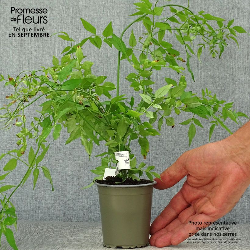 Ejemplar de Jazmín común - Jasminum officinale Maceta de 8/9 cm entregado en otoño