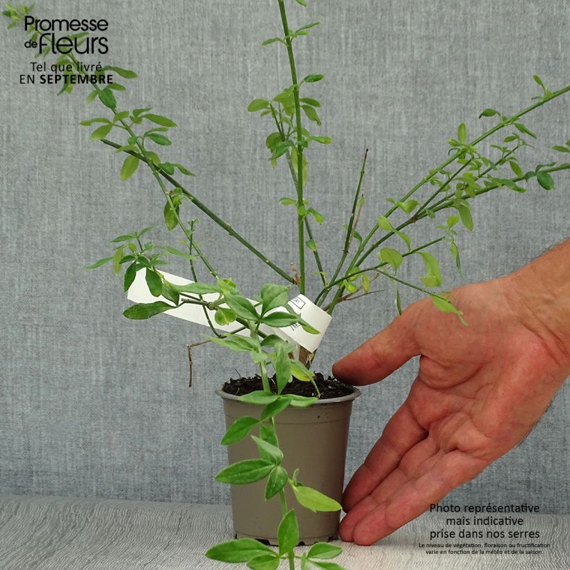 Ejemplar de Jazmín amarillo - Jasminum nudiflorum Maceta de 8/9 cm entregado en otoño