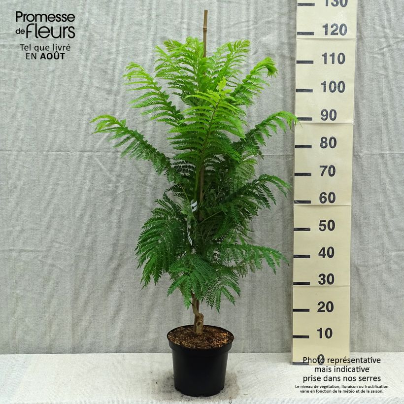 Ejemplar de Jacaranda mimosifolia - Flamboyant bleu Pot de 4L/5L entregado en verano