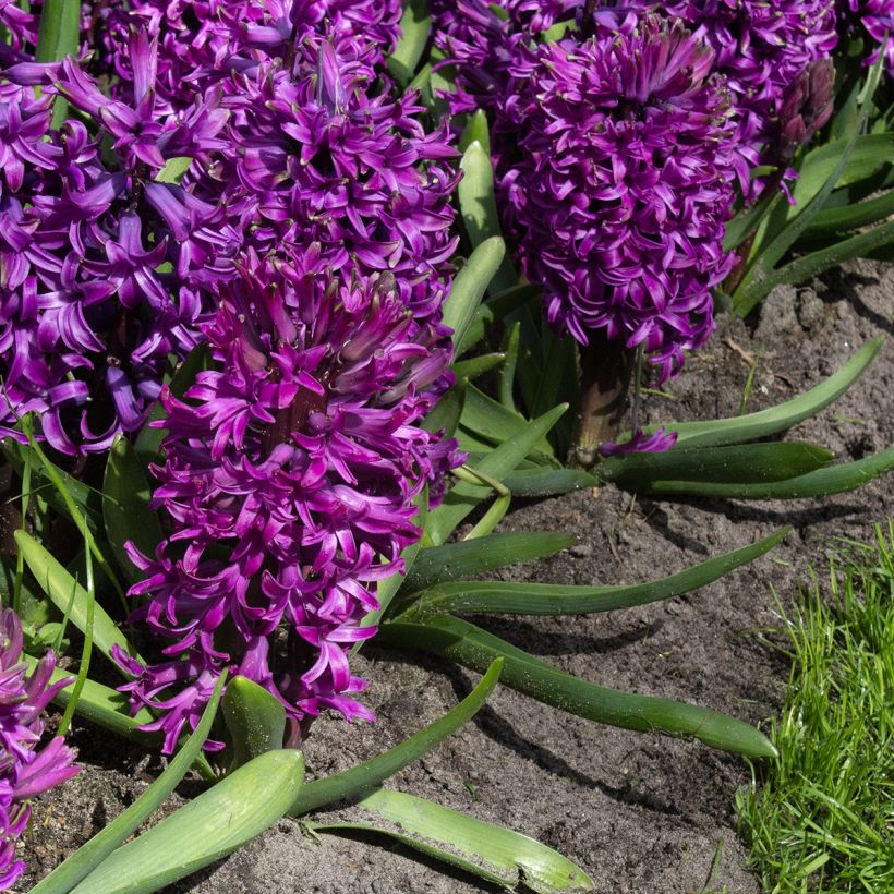 Jacinto Purple Sensation - Jacinto fragante (Floración)