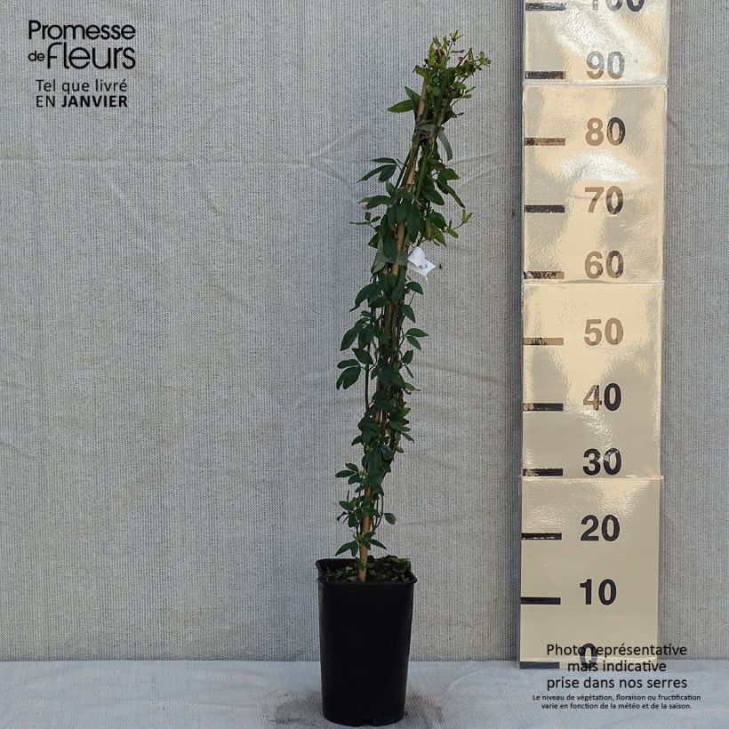 Jazmín italiano - Jasminum humile Revolutum Maceta 3L/4L Ejemplar entregado en invierno