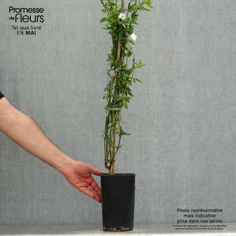 Jazmín italiano - Jasminum humile Revolutum Maceta 3L/4LAltura de entrega aprox. 60/70cm Ejemplar entregado en la primavera