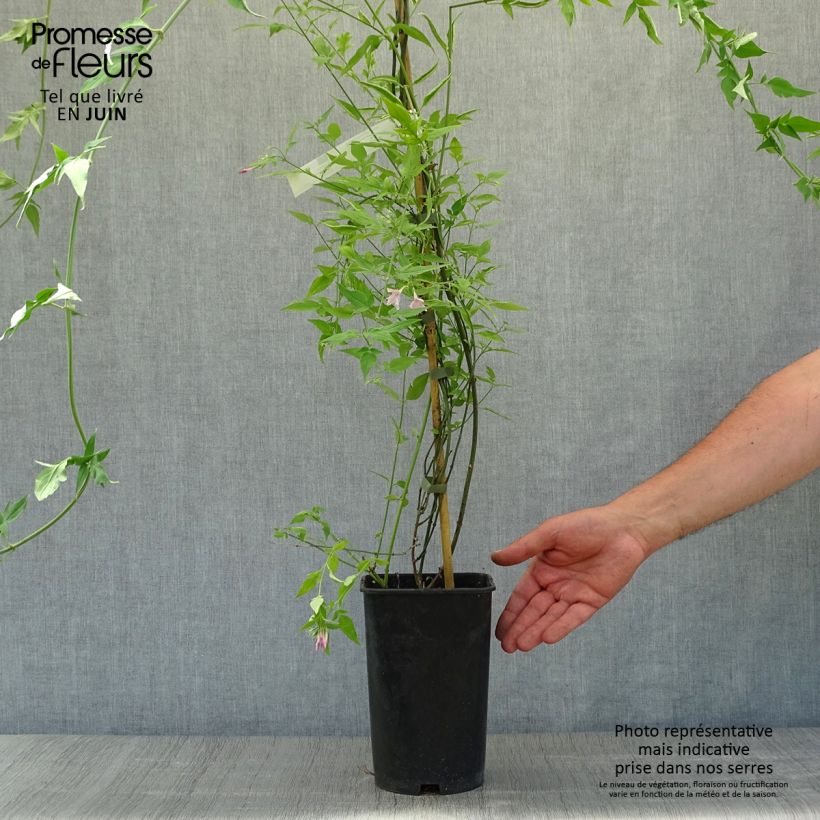 Ejemplar de Jasminum stephanense - Jazmín Maceta 2L/3LAltura de entrega aprox. 60/70cm entregado en verano