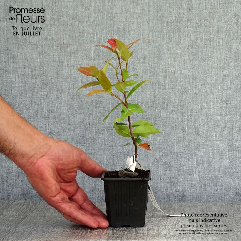 Ejemplar de Jazmín de leche - Trachelospermum jasminoides Maceta de 8/9 cm entregado en verano