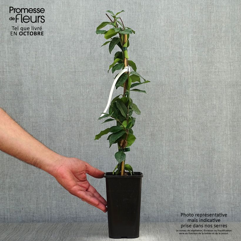 Ejemplar de Jazmín de leche - Trachelospermum jasminoides Maceta 1L/1,5L entregado en otoño