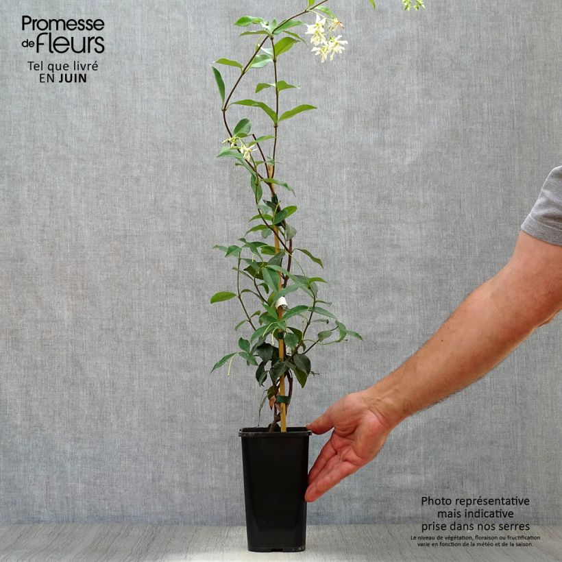 Ejemplar de Jazmín de leche - Trachelospermum jasminoides Maceta 1L/1,5LAltura de entrega aprox. 40/50cm entregado en verano