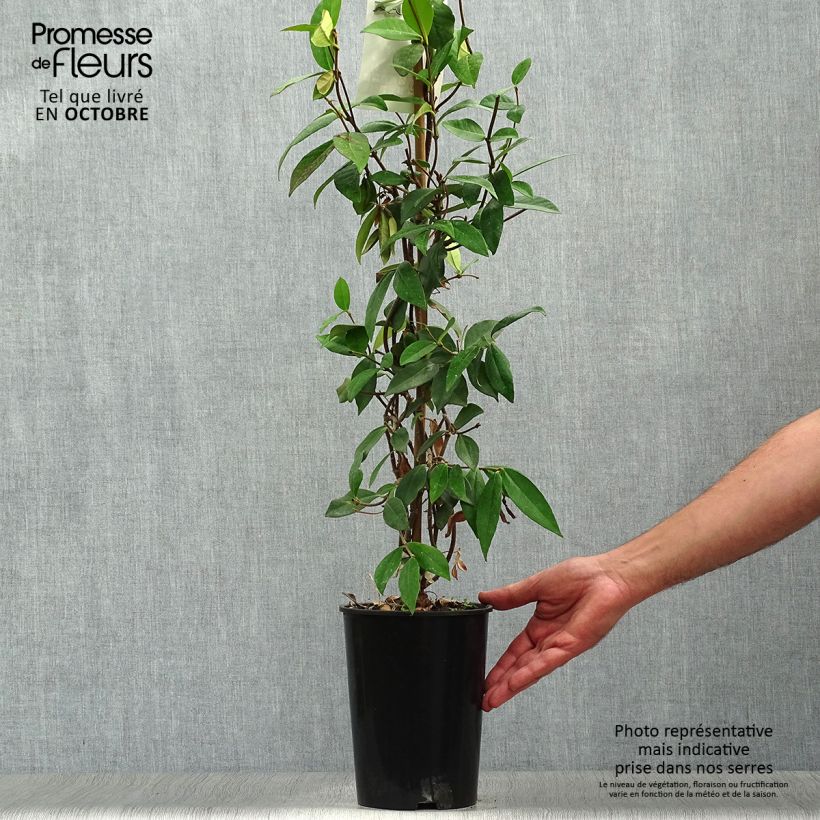 Ejemplar de Jazmín de leche - Trachelospermum jasminoides Maceta 2L/3L entregado en otoño