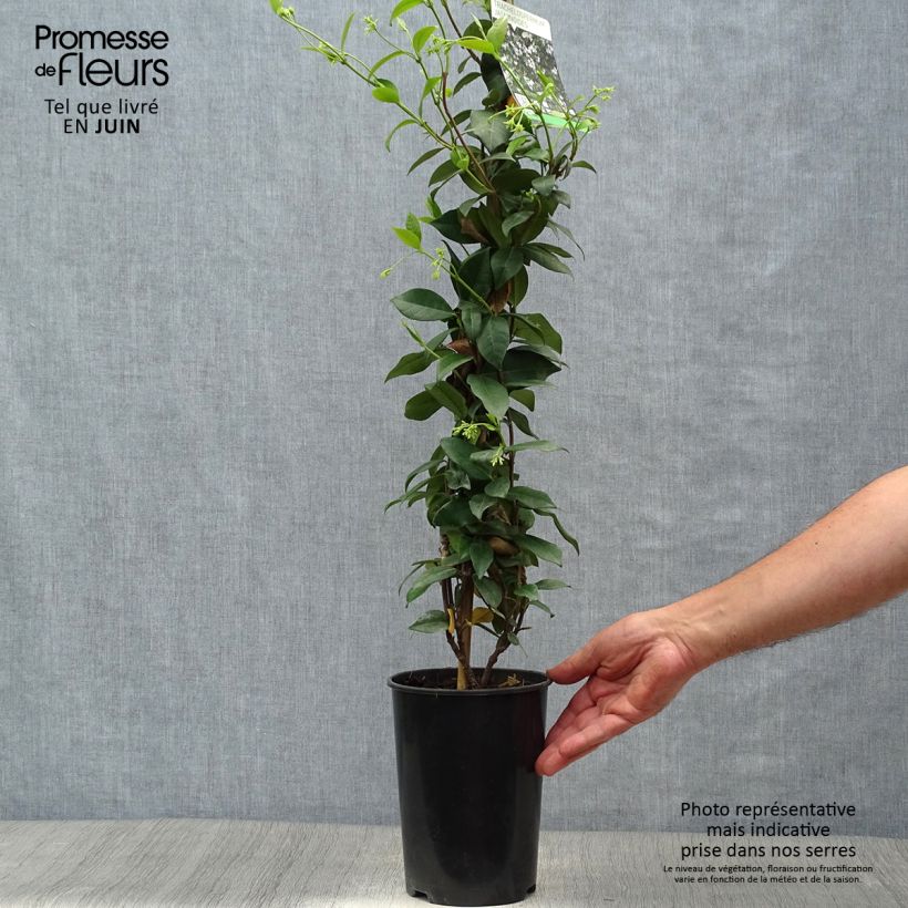 Ejemplar de Jazmín de leche - Trachelospermum jasminoides Maceta 2L/3LAltura de entrega aprox. 60/70cm entregado en verano