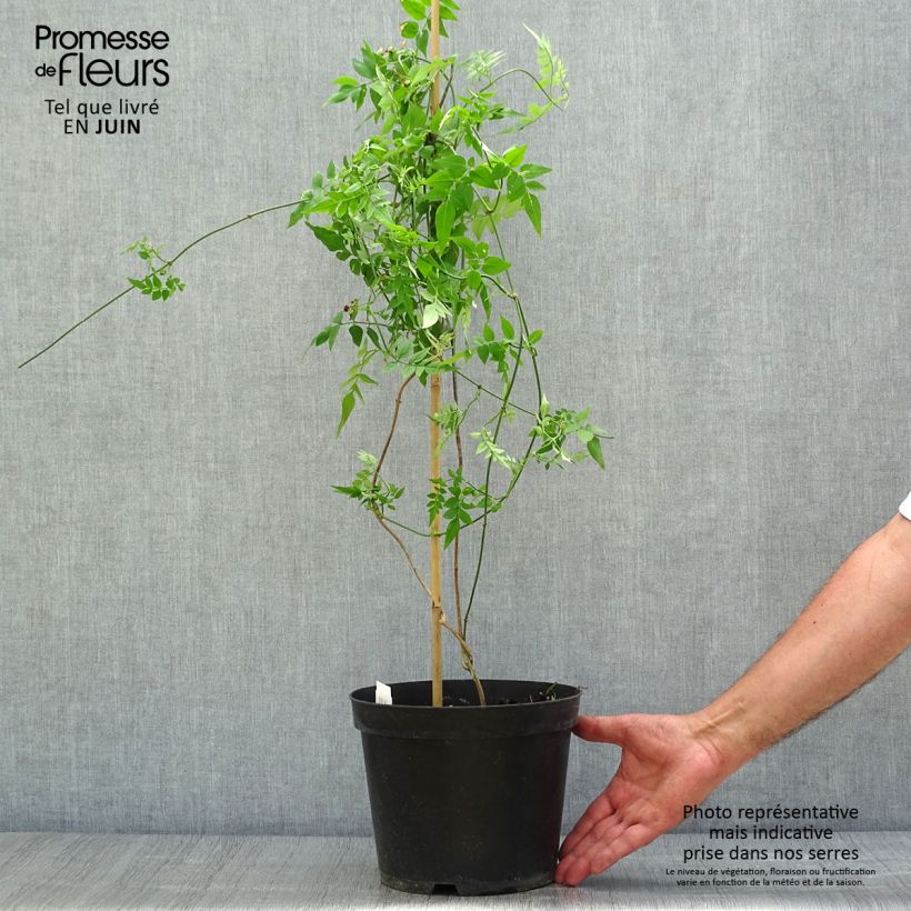 Ejemplar de Jazmín común - Jasminum officinale Maceta 4L/5LAltura de entrega aprox. 80/150cm entregado en verano