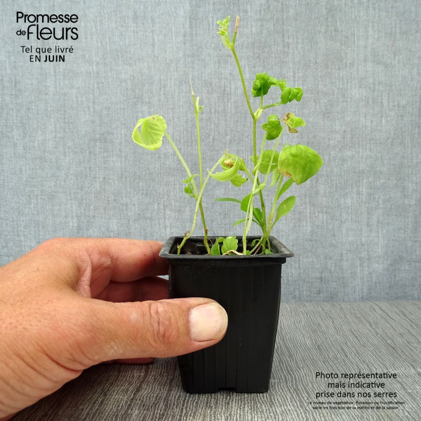 Ejemplar de Yiaogulan BIO - Gynostemma pentaphyllum Maceta de 7/8 cm entregado en verano