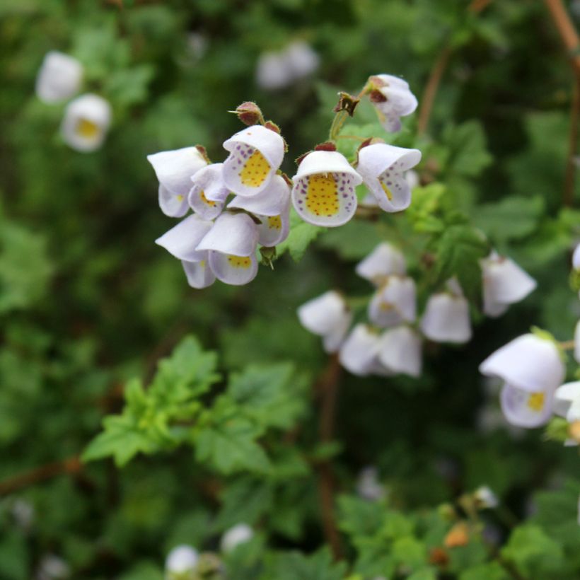 Jovellana violacea (Floración)