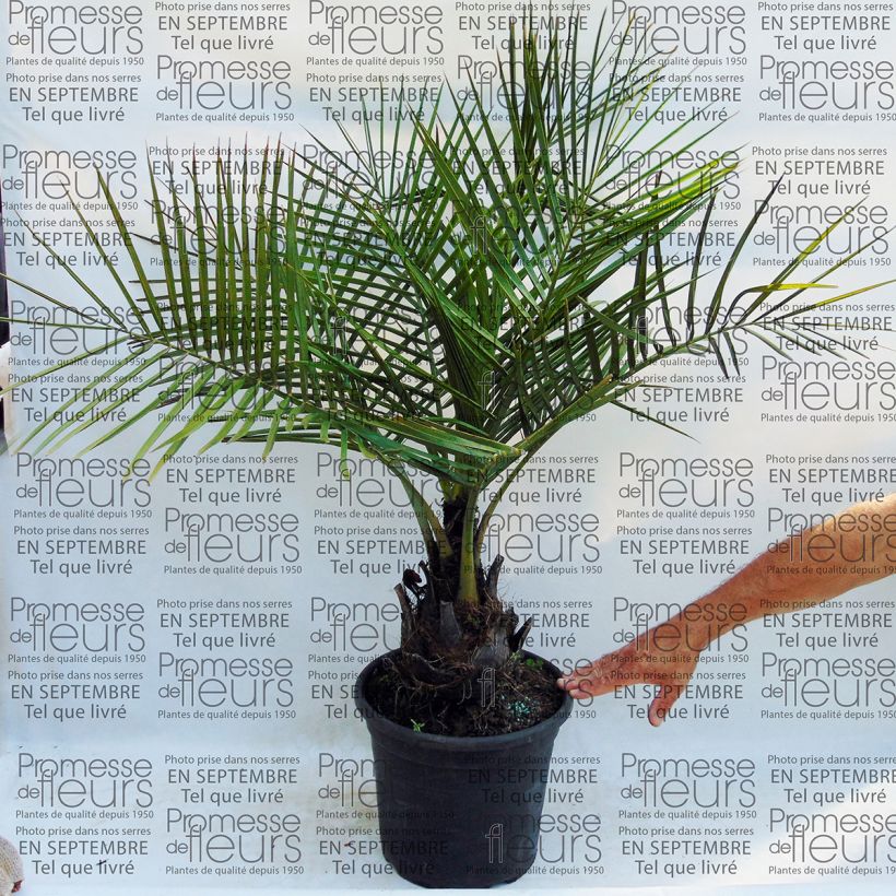 Ejemplo de ejemplar de Jubaea chilensis - Palmera de Chile Maceta 30L/35LAltura de entrega aprox. 120/150cm tal y como se entrega