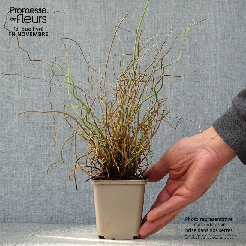 Ejemplar de Juncus effusus Spiralis Maceta de 8/9 cm entregado en otoño