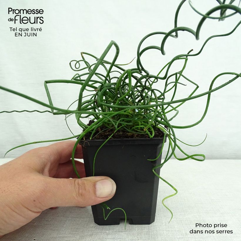 Ejemplar de Juncus effusus Spiralis - Jonc spiralé en godet de 9 cm entregado en verano