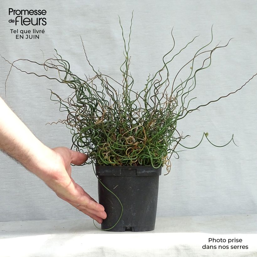 Ejemplar de Juncus effusus Spiralis - Jonc spiralé en pot de 2/3 litres entregado en verano