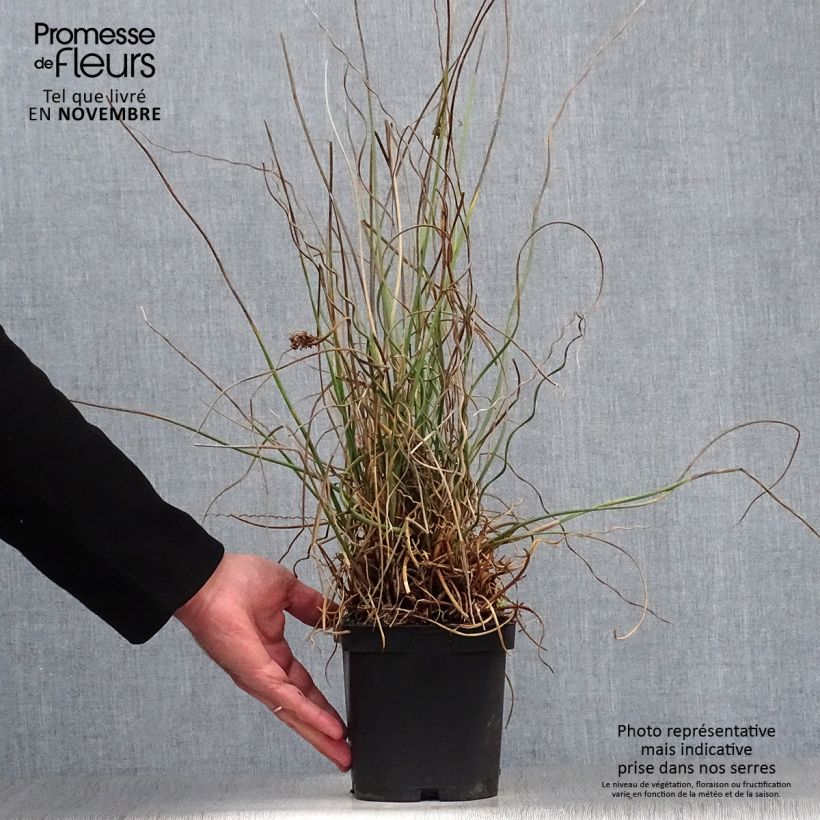 Ejemplar de Juncus effusus Spiralis Maceta 2L/3L entregado en otoño