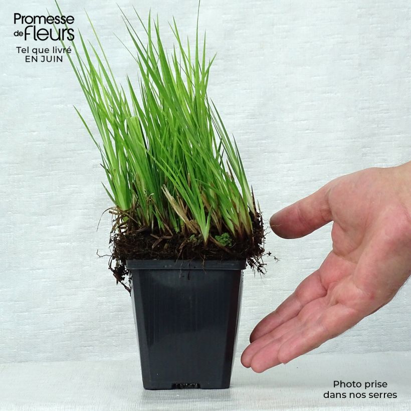 Ejemplar de Juncus ensifolius Maceta de 8/9 cm entregado en verano