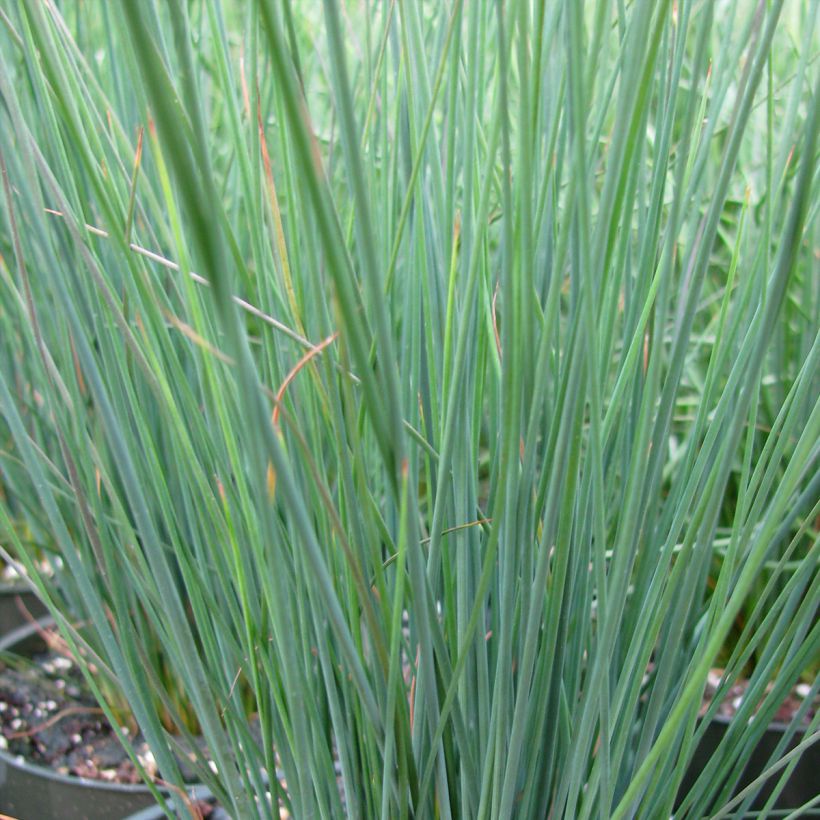 Juncus inflexus Blue Dart (Follaje)