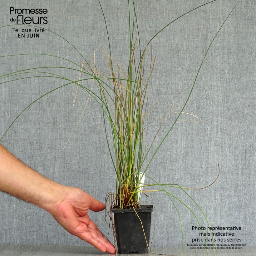 Ejemplar de Juncus inflexus - Junco Maceta de 8/9 cm entregado en verano