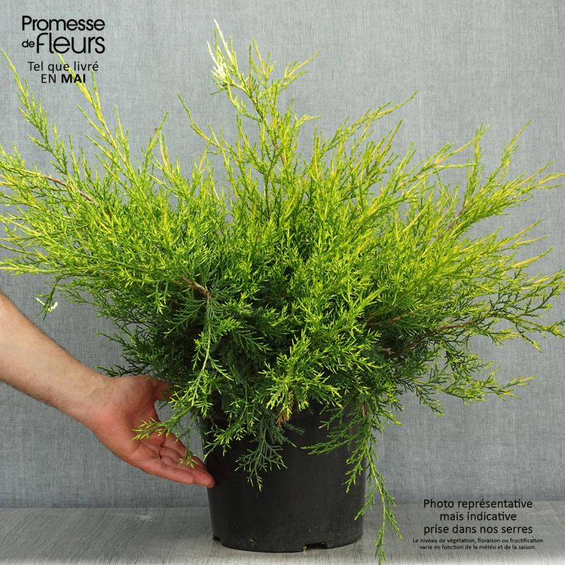 Juniperus x pfitzeriana Kuriwao Gold - Enebro híbrido Maceta 7,5L/10L Ejemplar entregado en la primavera