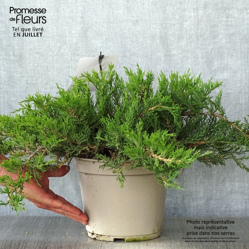 Ejemplar de Juniperus sabina Rockery Gem - Enebro Maceta 4L/5LAltura de entrega aprox. 10cm entregado en verano