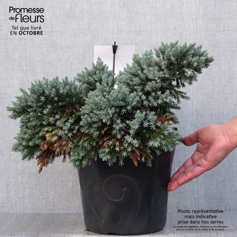 Ejemplar de Juniperus squamata Blue Star - Enebro escamoso Maceta 7,5L/10L entregado en otoño