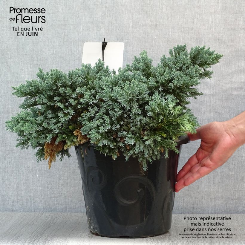 Ejemplar de Juniperus squamata Blue Star - Enebro escamoso Maceta 7,5L/10LAltura de entrega aprox. 30/40cm entregado en verano