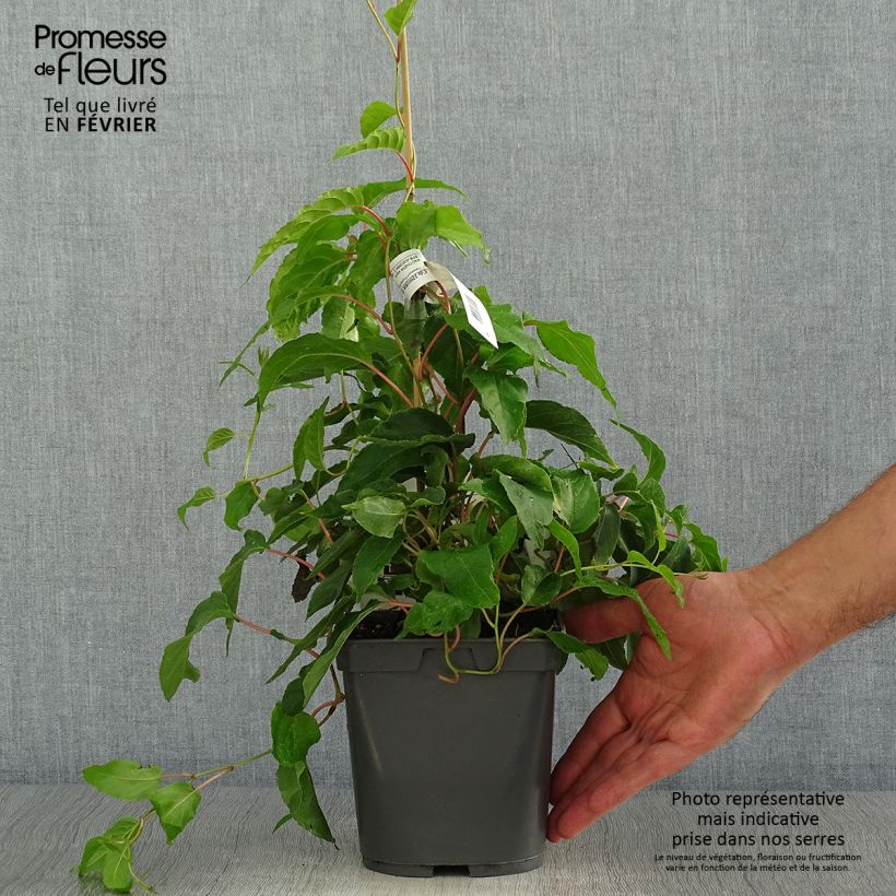 Ejemplar de Mini kiwi Super Jumbo (Hembra) - Actinidia arguta Maceta 1,5L/2L entregado en otoño