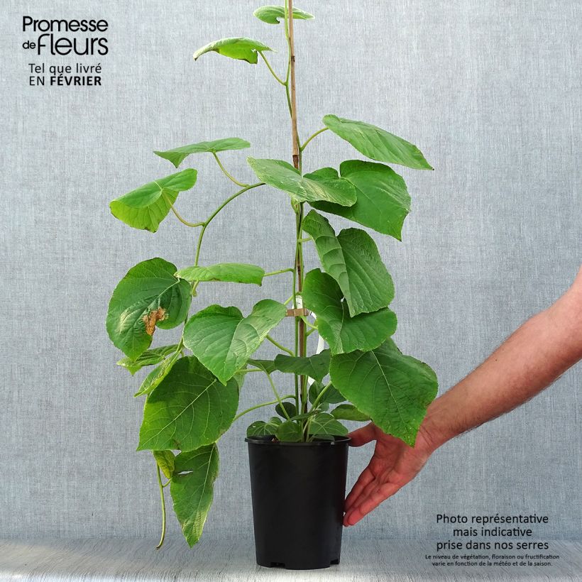 Ejemplar de Kiwi Kiwi Wonder - Actinidia deliciosa Maceta 3L/4L entregado en otoño