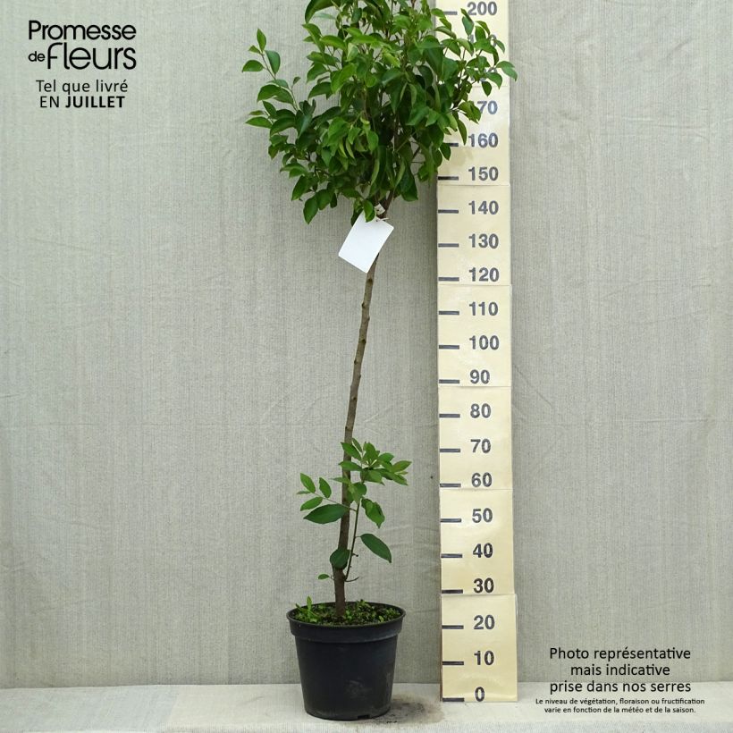 Ejemplar de Caqui Muscat Maceta 12L/15L, Medio talloAltura de entrega aprox. 125/150cm entregado en verano