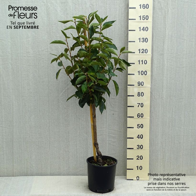 Ejemplar de Caqui Fuyu Maceta 7,5L/10L, CopaAltura de entrega aprox. 100/120cm entregado en verano