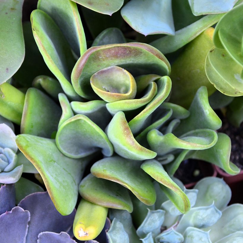 Kalanchoe Oricula (Follaje)