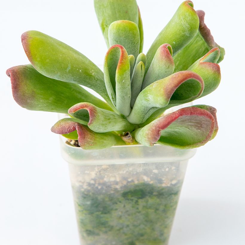 Kalanchoe Oricula (Porte)